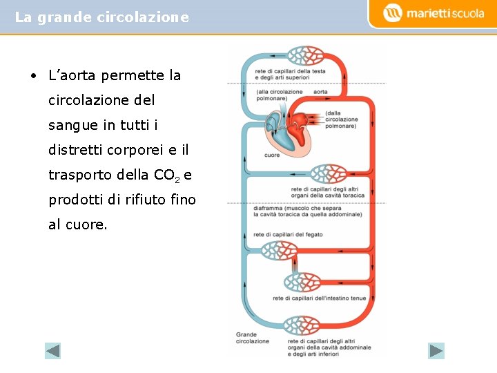 La grande circolazione • L’aorta permette la circolazione del sangue in tutti i distretti