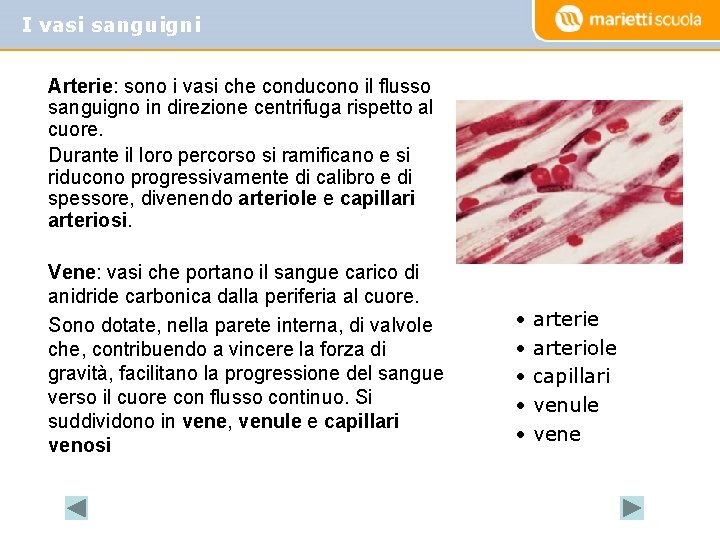 I vasi sanguigni Arterie: sono i vasi che conducono il flusso sanguigno in direzione