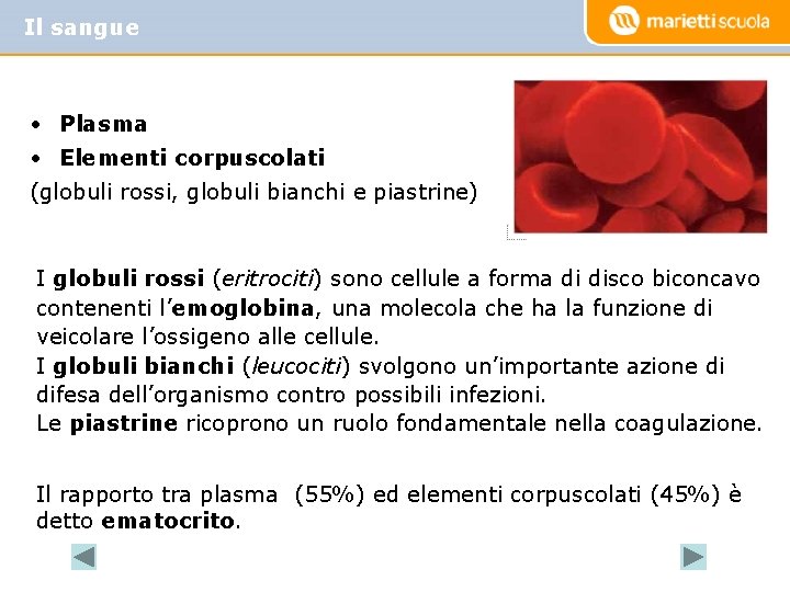 Il sangue • Plasma • Elementi corpuscolati (globuli rossi, globuli bianchi e piastrine) I