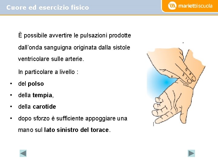 Cuore ed esercizio fisico È possibile avvertire le pulsazioni prodotte dall’onda sanguigna originata dalla