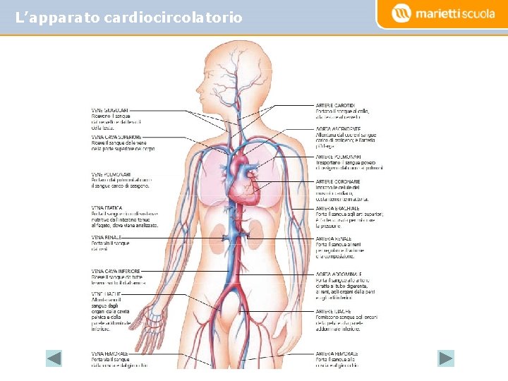 L’apparato cardiocircolatorio 