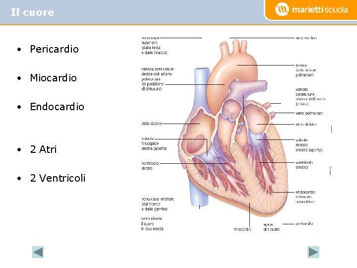 Il cuore • Pericardio • Miocardio • Endocardio • 2 Atri • 2 Ventricoli