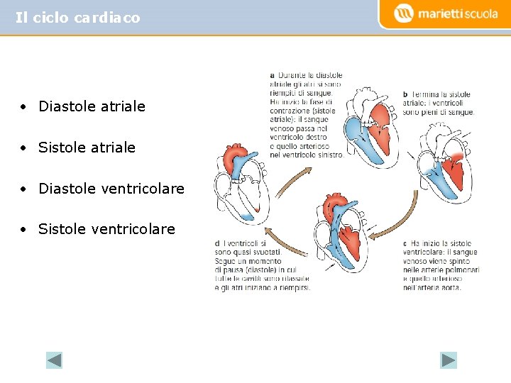 Il ciclo cardiaco • Diastole atriale • Sistole atriale • Diastole ventricolare • Sistole