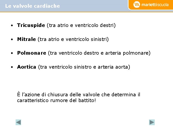 Le valvole cardiache • Tricuspide (tra atrio e ventricolo destri) • Mitrale (tra atrio