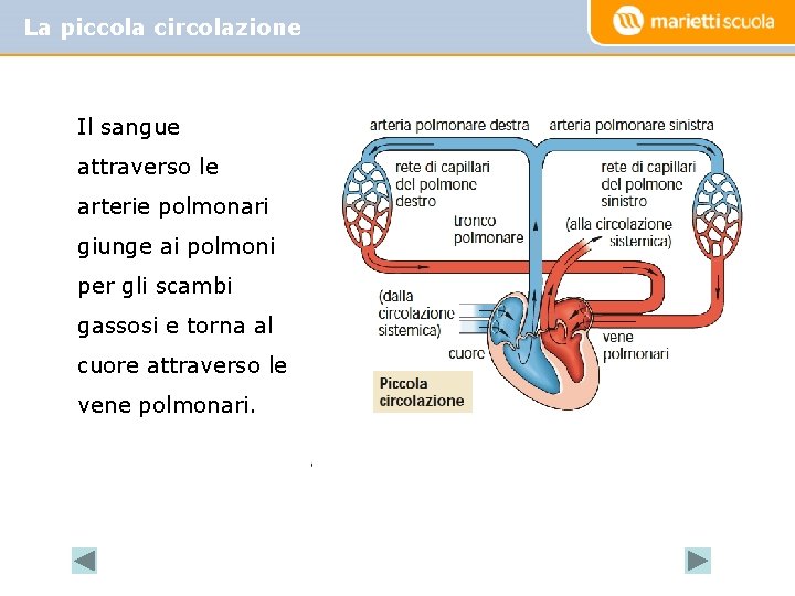 La piccola circolazione Il sangue attraverso le arterie polmonari giunge ai polmoni per gli