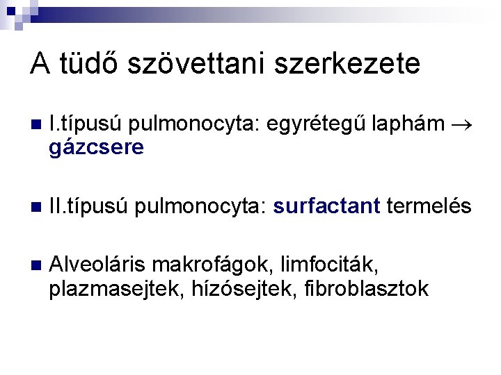 A tüdő szövettani szerkezete n I. típusú pulmonocyta: egyrétegű laphám gázcsere n II. típusú