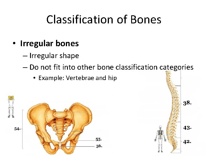 Classification of Bones • Irregular bones – Irregular shape – Do not fit into