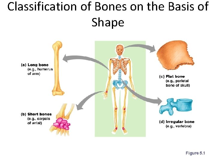 Classification of Bones on the Basis of Shape Figure 5. 1 