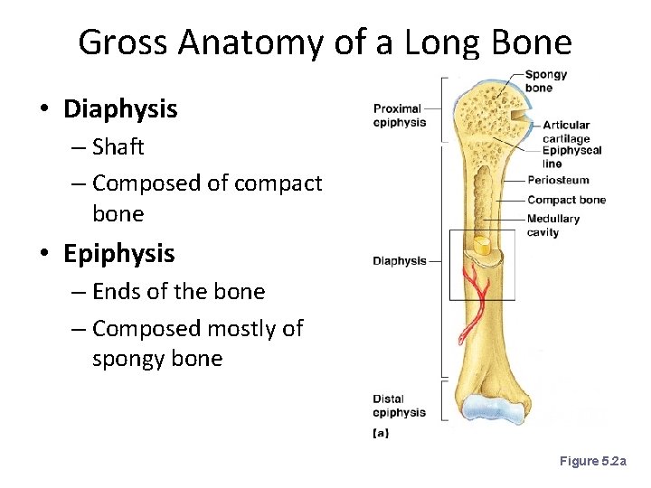 Gross Anatomy of a Long Bone • Diaphysis – Shaft – Composed of compact
