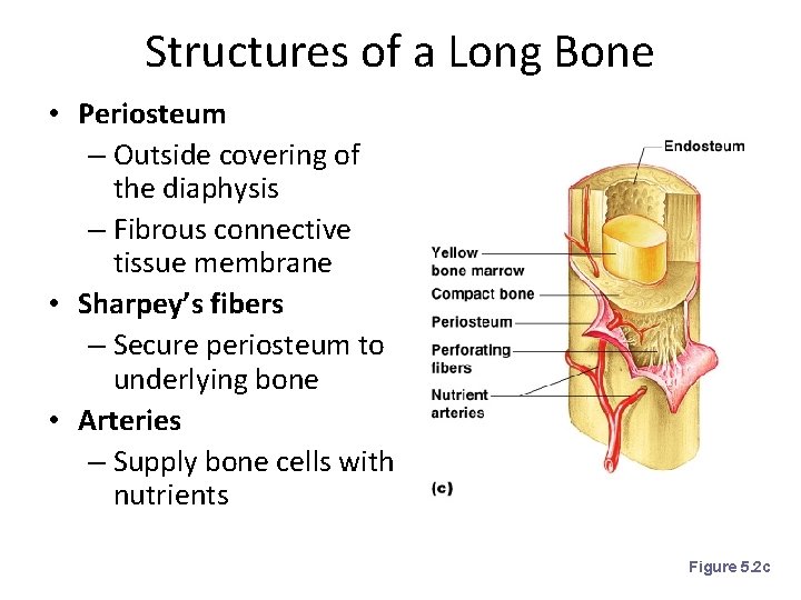Structures of a Long Bone • Periosteum – Outside covering of the diaphysis –