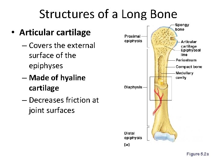 Structures of a Long Bone • Articular cartilage – Covers the external surface of