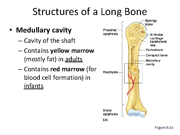 Structures of a Long Bone • Medullary cavity – Cavity of the shaft –