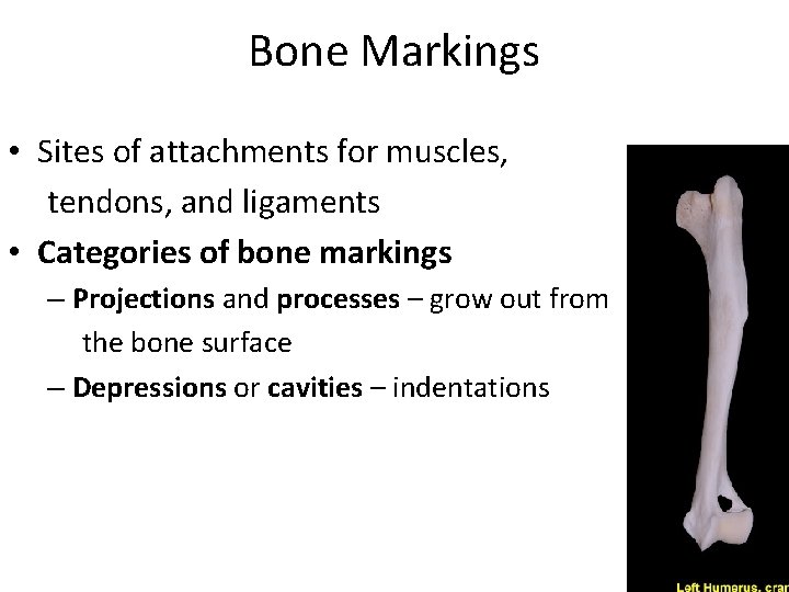 Bone Markings • Sites of attachments for muscles, tendons, and ligaments • Categories of