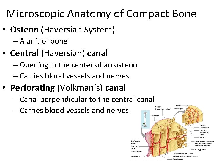 Microscopic Anatomy of Compact Bone • Osteon (Haversian System) – A unit of bone