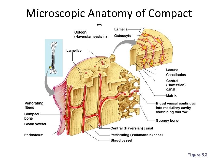 Microscopic Anatomy of Compact Bone Figure 5. 3 