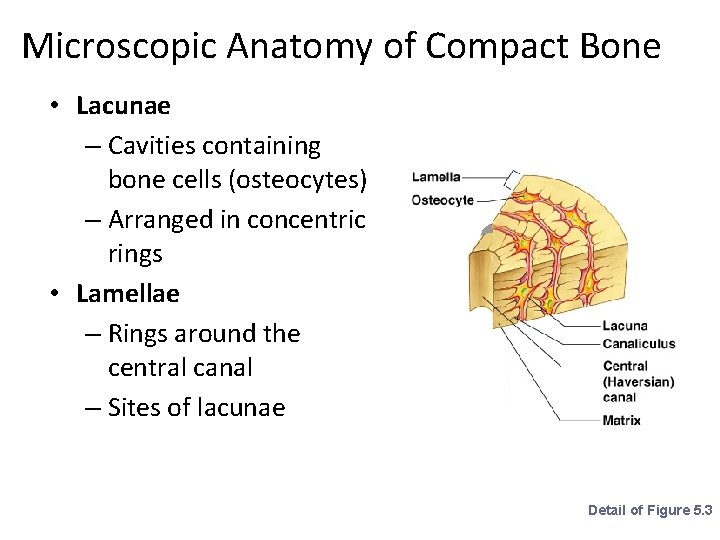 Microscopic Anatomy of Compact Bone • Lacunae – Cavities containing bone cells (osteocytes) –