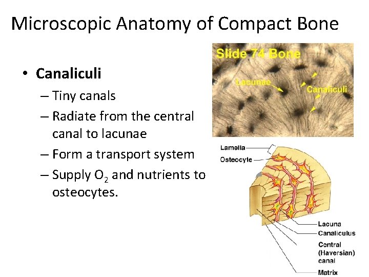 Microscopic Anatomy of Compact Bone • Canaliculi – Tiny canals – Radiate from the