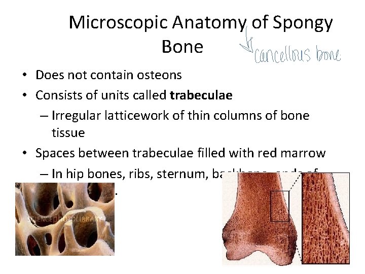 Microscopic Anatomy of Spongy Bone • Does not contain osteons • Consists of units