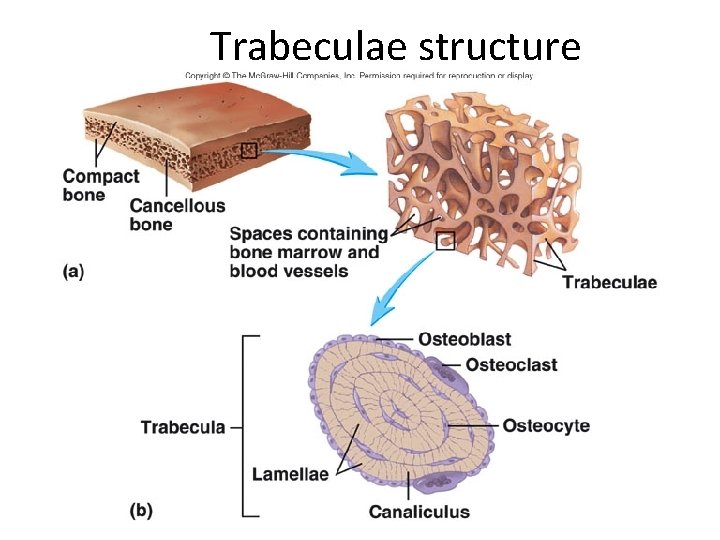 Trabeculae structure 