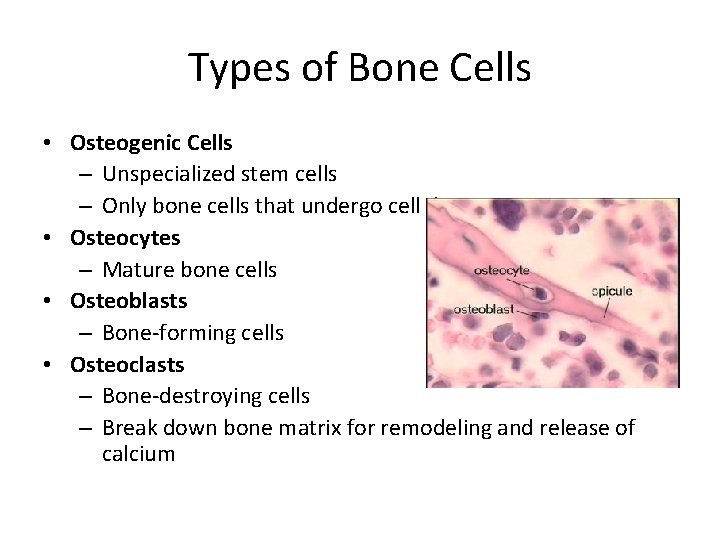 Types of Bone Cells • Osteogenic Cells – Unspecialized stem cells – Only bone