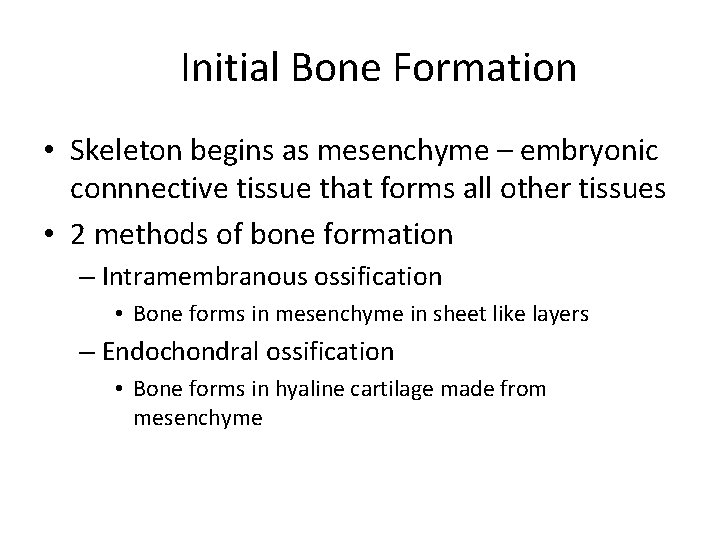 Initial Bone Formation • Skeleton begins as mesenchyme – embryonic connnective tissue that forms