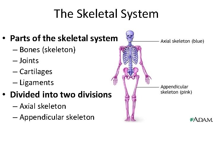 The Skeletal System • Parts of the skeletal system – Bones (skeleton) – Joints
