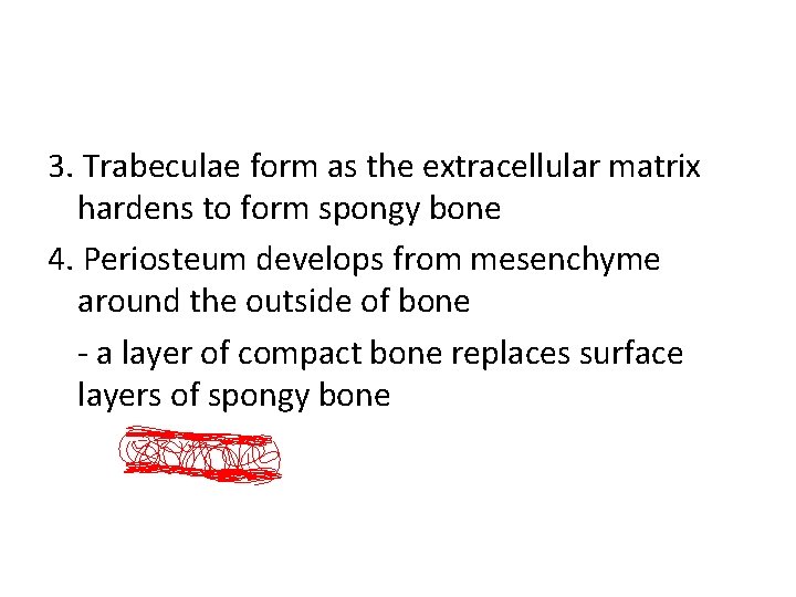 3. Trabeculae form as the extracellular matrix hardens to form spongy bone 4. Periosteum