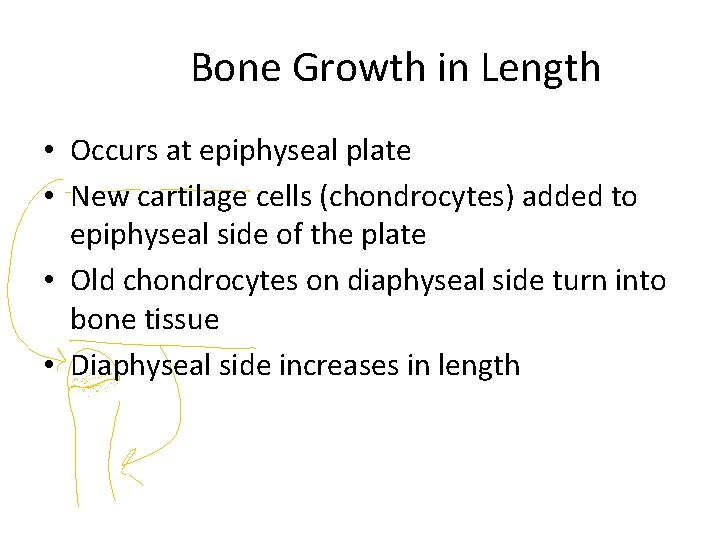 Bone Growth in Length • Occurs at epiphyseal plate • New cartilage cells (chondrocytes)