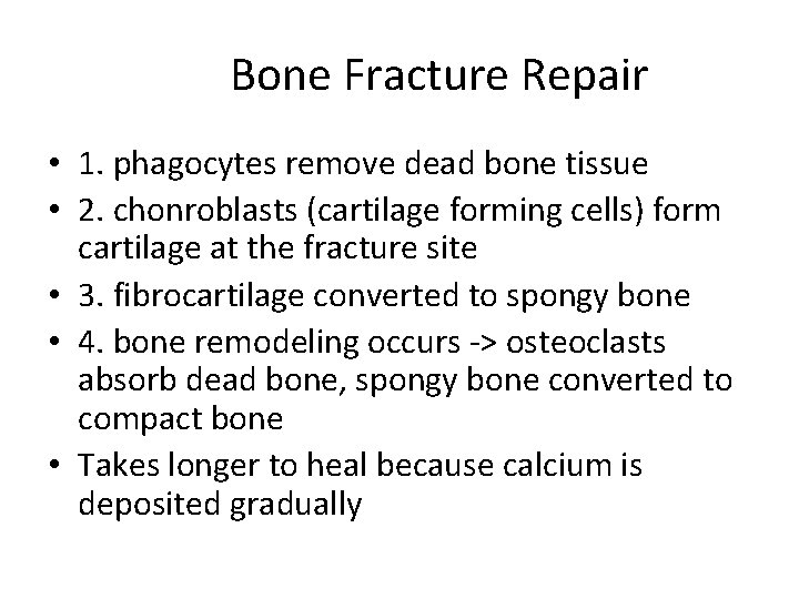 Bone Fracture Repair • 1. phagocytes remove dead bone tissue • 2. chonroblasts (cartilage