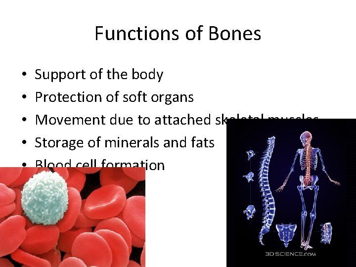 Functions of Bones • • • Support of the body Protection of soft organs