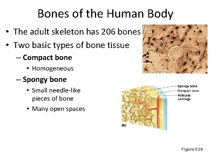 Bones of the Human Body • The adult skeleton has 206 bones • Two