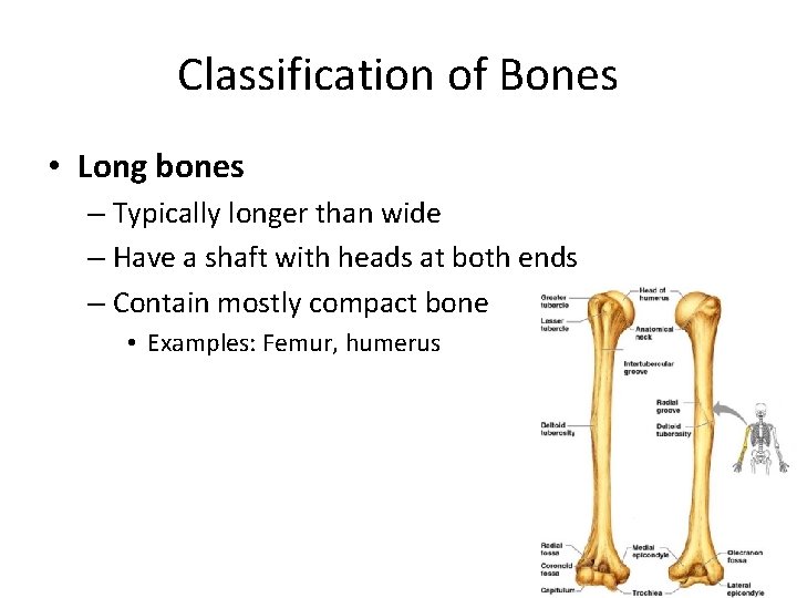 Classification of Bones • Long bones – Typically longer than wide – Have a