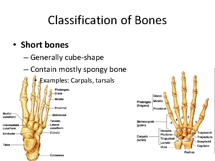 Classification of Bones • Short bones – Generally cube-shape – Contain mostly spongy bone