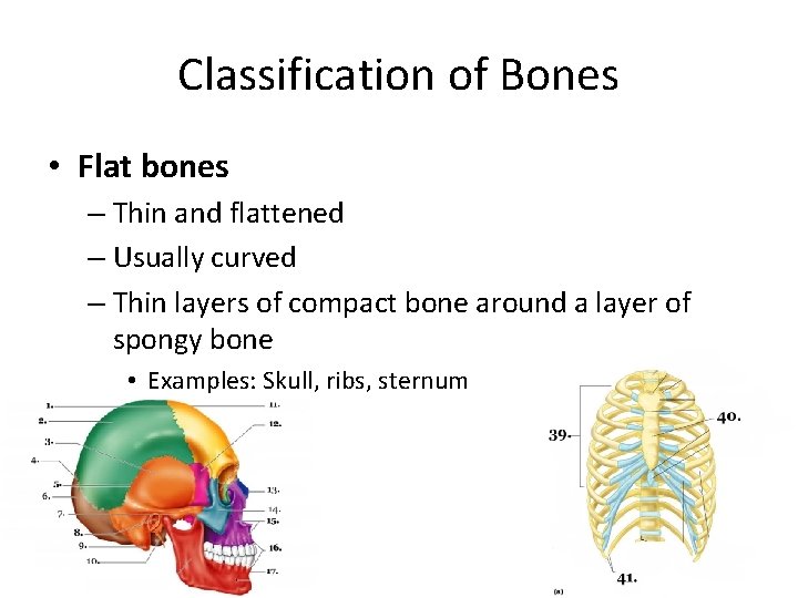 Classification of Bones • Flat bones – Thin and flattened – Usually curved –