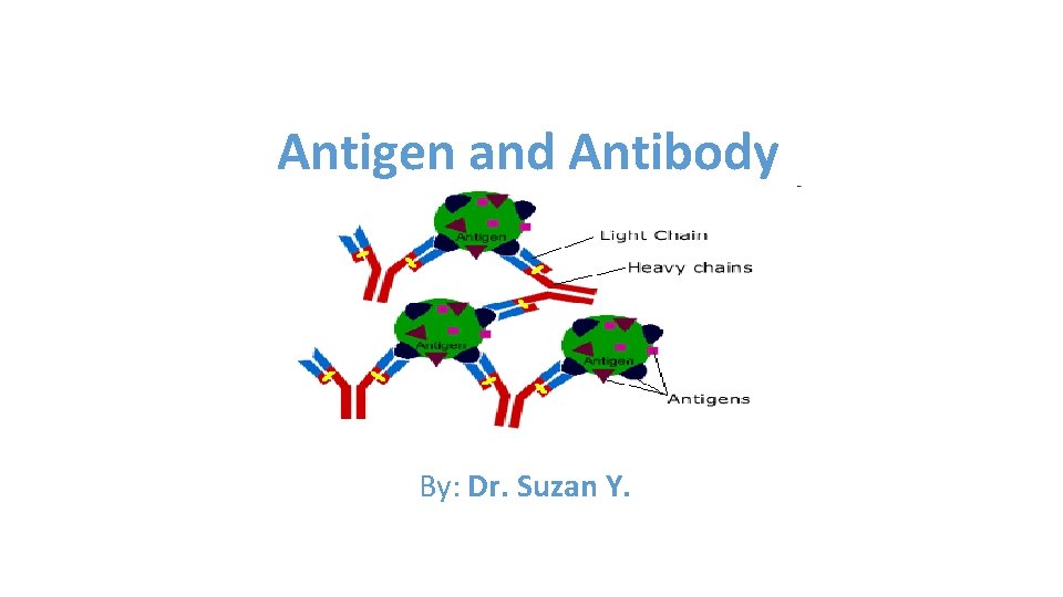 Antigen and Antibody By: Dr. Suzan Y. 