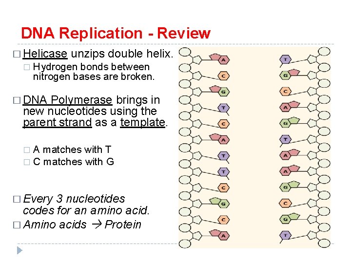 DNA Replication - Review � Helicase unzips double helix. � Hydrogen bonds between nitrogen