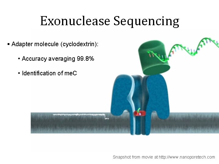 Exonuclease Sequencing § Adapter molecule (cyclodextrin): • Accuracy averaging 99. 8% • Identification of