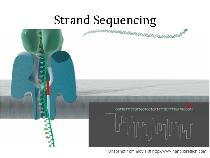 Strand Sequencing Snapshot from movie at http: //www. nanoporetech. com 