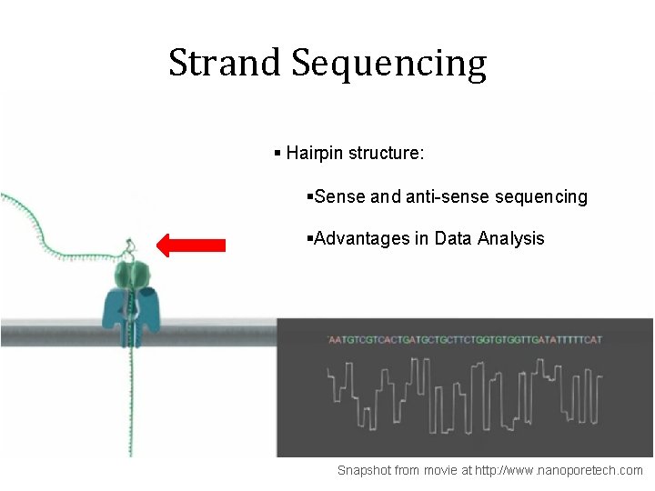 Strand Sequencing § Hairpin structure: §Sense and anti-sense sequencing §Advantages in Data Analysis Snapshot