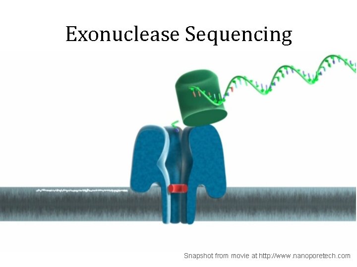 Exonuclease Sequencing Snapshot from movie at http: //www. nanoporetech. com 