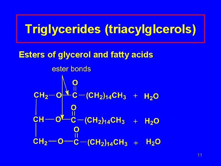 Triglycerides (triacylglcerols) Esters of glycerol and fatty acids 11 