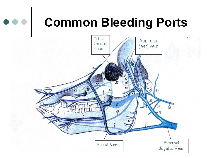 Common Bleeding Ports Orbital venous sinus Facial Vein Auricular (ear) vein External Jugular Vein