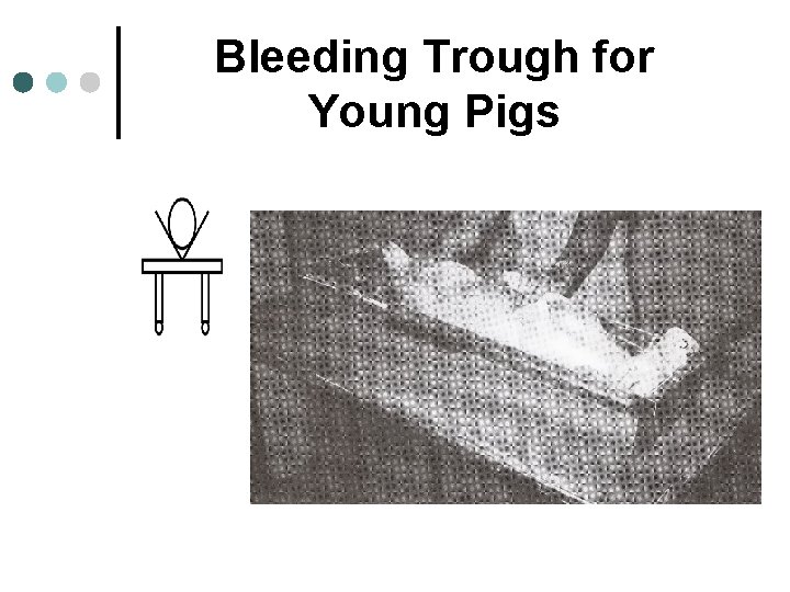 Bleeding Trough for Young Pigs 
