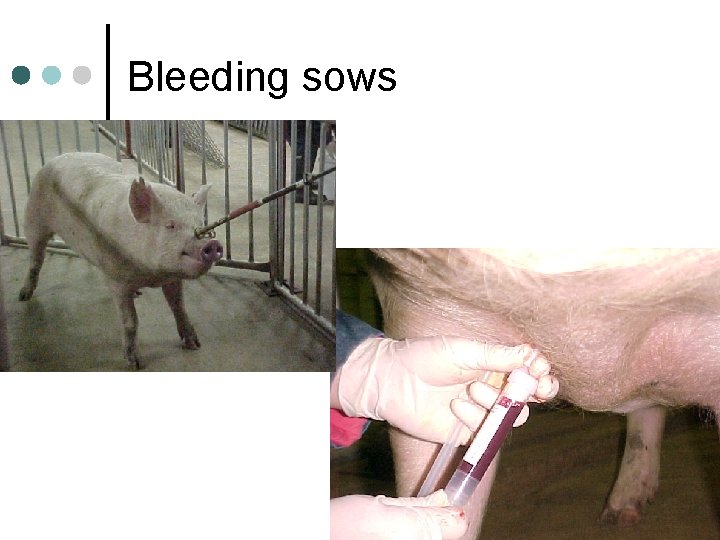 Bleeding sows 