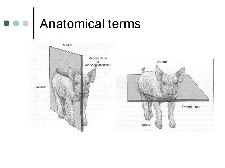 Anatomical terms 