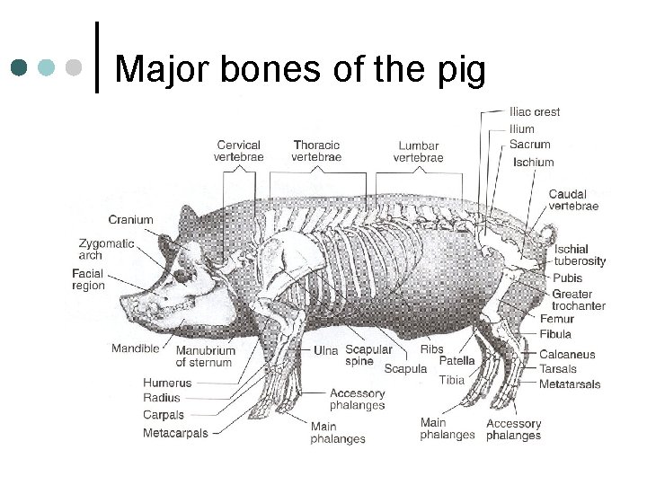 Major bones of the pig 