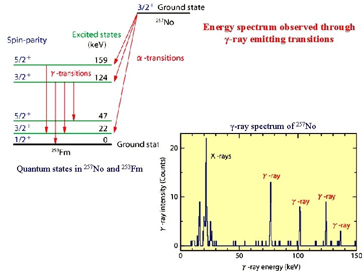 Energy spectrum observed through γ-ray emitting transitions γ-ray spectrum of 257 No Quantum states