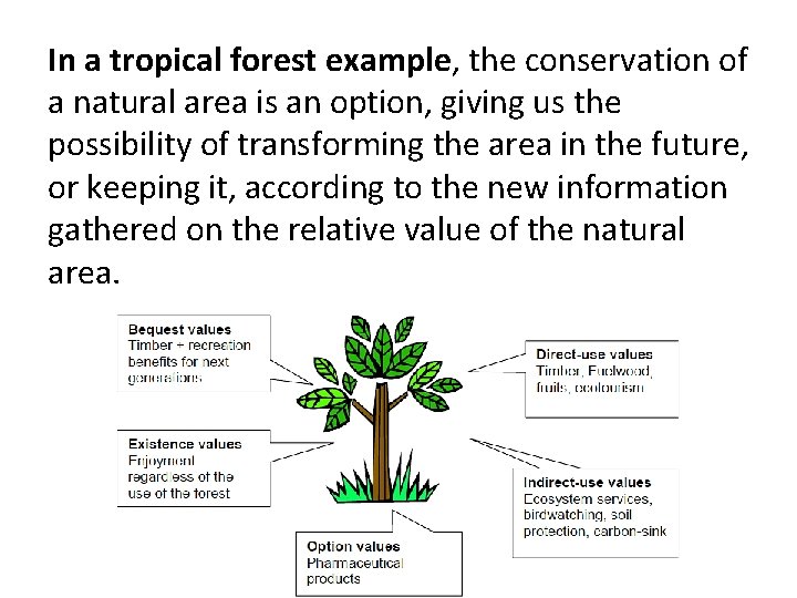 In a tropical forest example, the conservation of a natural area is an option,