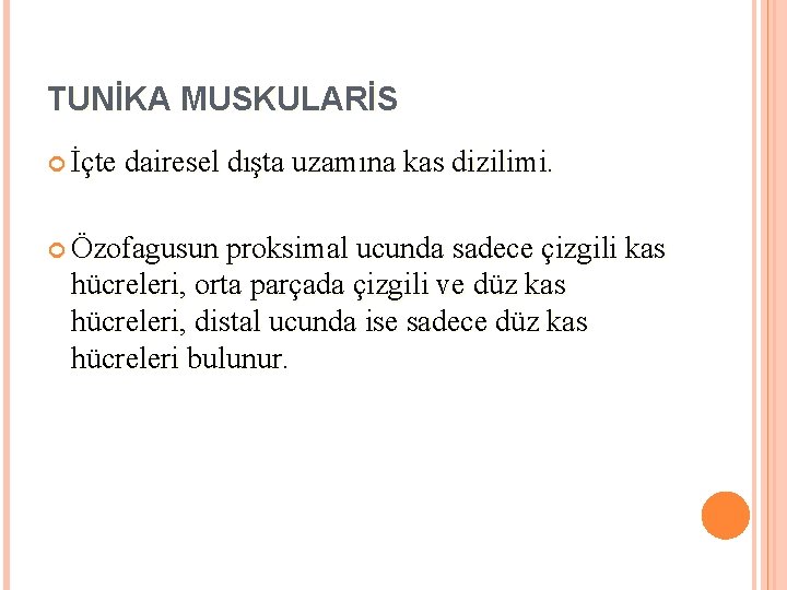 TUNİKA MUSKULARİS İçte dairesel dışta uzamına kas dizilimi. Özofagusun proksimal ucunda sadece çizgili kas