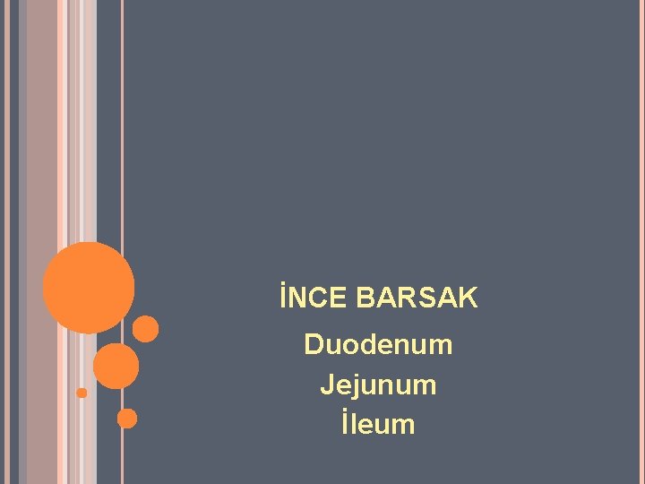 İNCE BARSAK Duodenum Jejunum İleum 